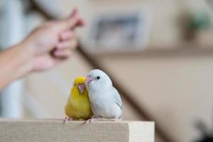 pequeno papagaio amarelo e branco pássaro forpus com mão. foto