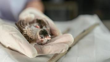 close-up de mãos de veterinários em luvas cirúrgicas segurando um pequeno pássaro, depois de atacado e ferido por um gato. foto