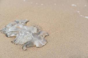 morreu água-viva na praia de areia. foto