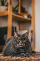gato malhado cinza foto