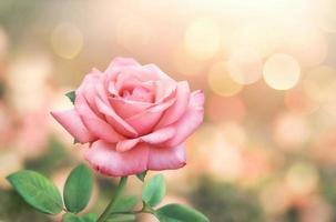 flores rosas cor de rosa em fundo de brilho de luz bokeh para casamento de amor e dia dos namorados com espaço de cópia foto