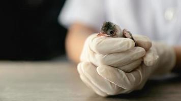 close-up de mãos de veterinários em luvas cirúrgicas segurando um pequeno pássaro, depois de atacado e ferido por um gato. foto