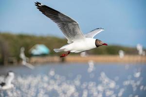 gaivota voando, sobre o oceano. foto