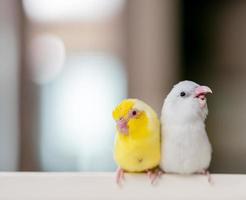 par de pequeno papagaio periquito branco e amarelo pássaro forpus. foto