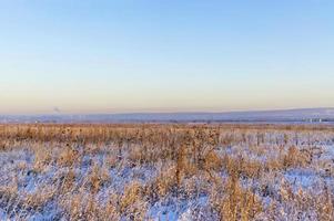 paisagem de inverno com campo nevado com plantas secas e céu azul foto