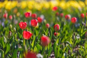 incrível closeup da natureza da primavera. lindas tulipas vermelhas pastel macias florescendo em um campo de tulipas no jardim com paisagem de campo florestal embaçada, luz solar para pôster floral horizontal. inspirar amor romance foto