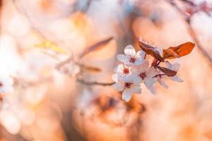 ramo florescendo com close-up de flores e botões brancos. fundo de primavera com céu turva, raios do sol bokeh do sol. romântico, amo o modelo de natureza floral. sonhador, fantasia inspiração natural