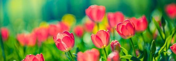 lindas tulipas cor de rosa brilhantes closeup sobre fundo ensolarado de primavera turva. incrível fundo romântico de flores de primavera, conceito panorâmico de romance de amor. dia das mães banner colorido sonho natureza prado foto