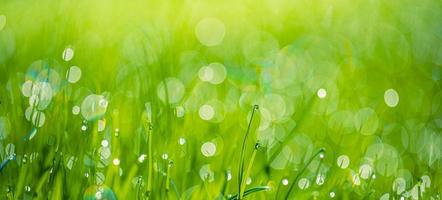 folhas verdes exuberantes de grama com belas gotas de água transparente no prado closeup. orvalho fresco da manhã ao nascer do sol. fundo de natureza de primavera de sonho. grama verde fresca com gotas de orvalho na luz do sol da manhã foto