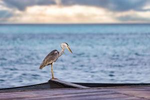 vida selvagem nas ilhas maldivas, caça de garça de água salgada no mar. pesca de garça cinzenta na vista de closeup de manhã, lagoa oceânica e fundo de céu calmo. animal selvagem natural ao ar livre foto