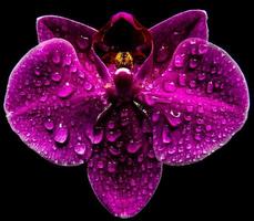 flor de orquídea roxa com gotas de água em fundo preto foto