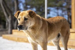 um grande cão vermelho sem-teto caminha sozinho em uma rua da cidade foto