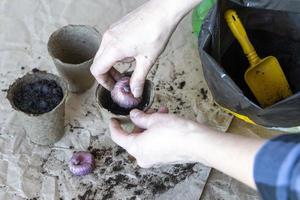 processo de plantio de plantas bulbosas em um vaso de turfa para reprodução de flores foto