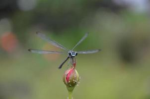 libélula em botão de rosa foto