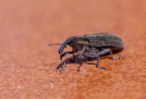 foto macro de um pequeno besouro gorgulho