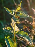 foto de uma planta anagallis em um pôr do sol ilumina em uma floresta