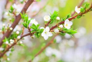 flor de cerejeira sakura foto