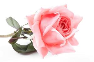 linda rosa rosa com folhas isoladas em branco