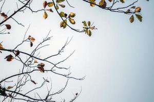 as copas das árvores de teca perdem as folhas na estação seca foto