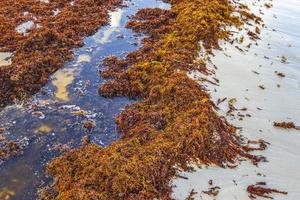 alga vermelha muito nojenta sargazo praia playa del carmen méxico. foto