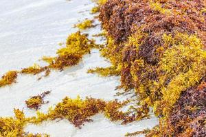 alga vermelha muito nojenta sargazo praia playa del carmen méxico. foto