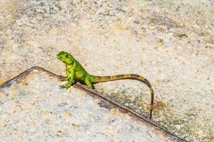 lagarto verde do caribe no chão playa del carmen méxico. foto