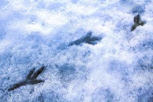 pegadas pegadas de animais pássaros na neve bremerhaven alemanha. foto