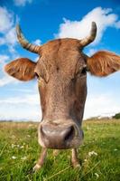 uma vaca engraçada com uma cabeça grande foto
