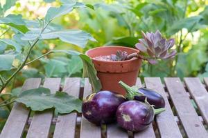 três berinjelas colhidas em uma mesa no jardim. foto