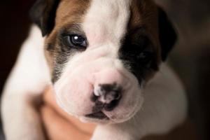 engam ou olde american bulldog cachorrinho foto