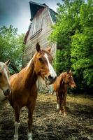 cavalos com um celeiro ao fundo foto