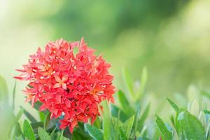 flor vermelha representante do amor luz da manhã paisagem de plantas naturais em fundo verde turva bokeh foto