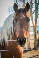 cavalo marrom olhando para frente foto