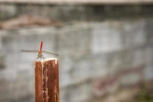 libélula vermelha em uma estaca de madeira foto