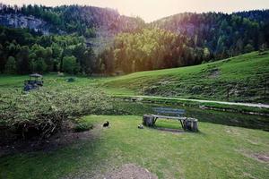 coelho na grama verde no untertauern wildpark, áustria. foto