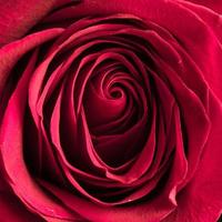 linda rosa rosa closeup