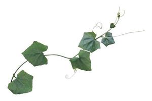 planta videira de folhagem tropical, ivy green hang isolado no fundo branco, traçado de recorte foto