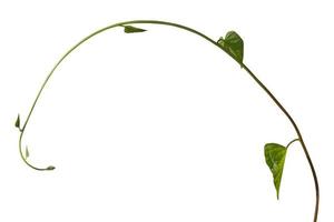 planta videira de folhagem tropical, ivy green hang isolado no fundo branco, traçado de recorte foto