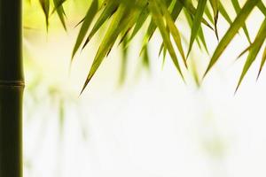 fundo de folhas de bambu foto