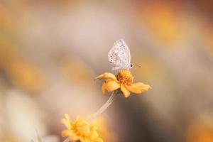 borboleta voa na natureza. foto