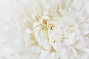flor de crisântemo branco foto