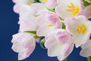 tulipas cor de rosa