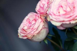 close-up linda rosa com gotas de água foto