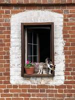 dois gatos estão sentados no parapeito da janela ao lado de uma petúnia em vaso pela janela aberta foto