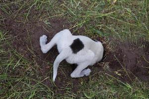 cachorro branco com uma mancha preta cava um buraco no chão. comportamento natural de um animal de estimação com instintos predatórios. foto