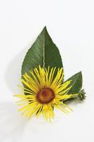 flor inula (inula) com folhas