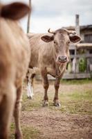 retrato da bela vaca touro que olha para a câmera foto