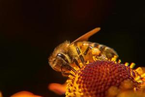abelha coberta de pólen amarelo bebe néctar, flor polinizadora. primavera floral natural inspirador ou fundo de jardim florescendo de verão. vida de insetos, macro extrema close-up foco seletivo