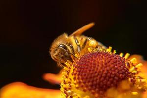 abelha coberta de pólen amarelo bebe néctar, flor polinizadora. primavera floral natural inspirador ou fundo de jardim florescendo de verão. vida de insetos, macro extrema close-up foco seletivo foto