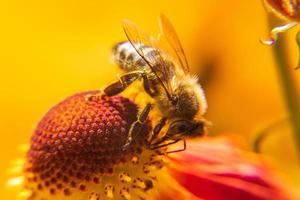 abelha coberta de pólen amarelo bebe néctar, flor polinizadora. primavera floral natural inspirador ou fundo de jardim florescendo de verão. vida de insetos, macro extrema close-up foco seletivo foto